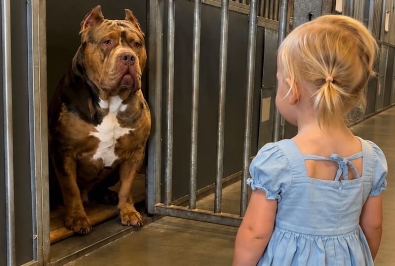 No one dared to adopt the most dangerous and aggressive dog in the shelter because he attacked people. But when a three-year-old girl approached the fighting dog, the entire shelter froze at what the dog did