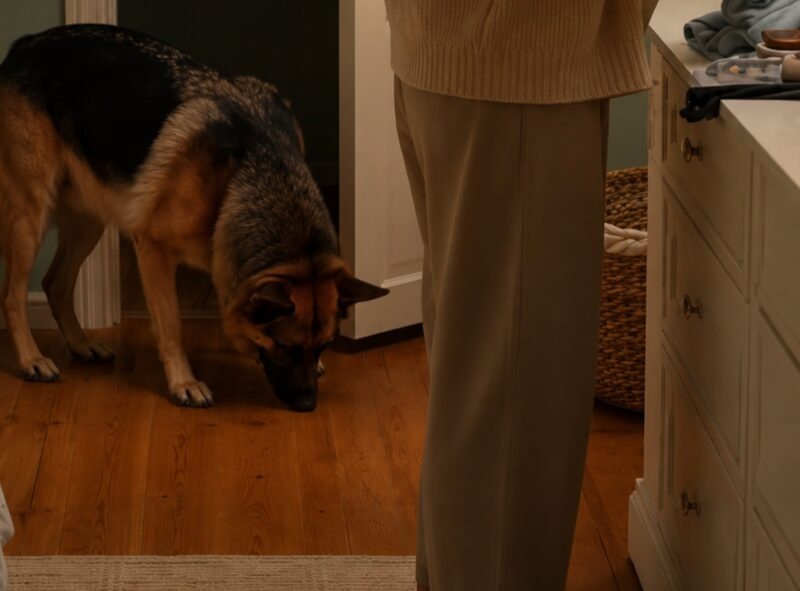 My dog suddenly started growling at the floor in the nursery and then abruptly lunged toward my pregnant wife; at that moment, I was convinced he had gone completely insane, but a few days later I discovered the reason for his behavior and was absolutely horrified