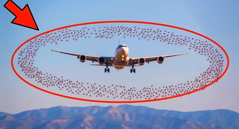 Birds unexpectedly surrounded the plane, and the pilots had to make an emergency landing: the reason surprised everyone