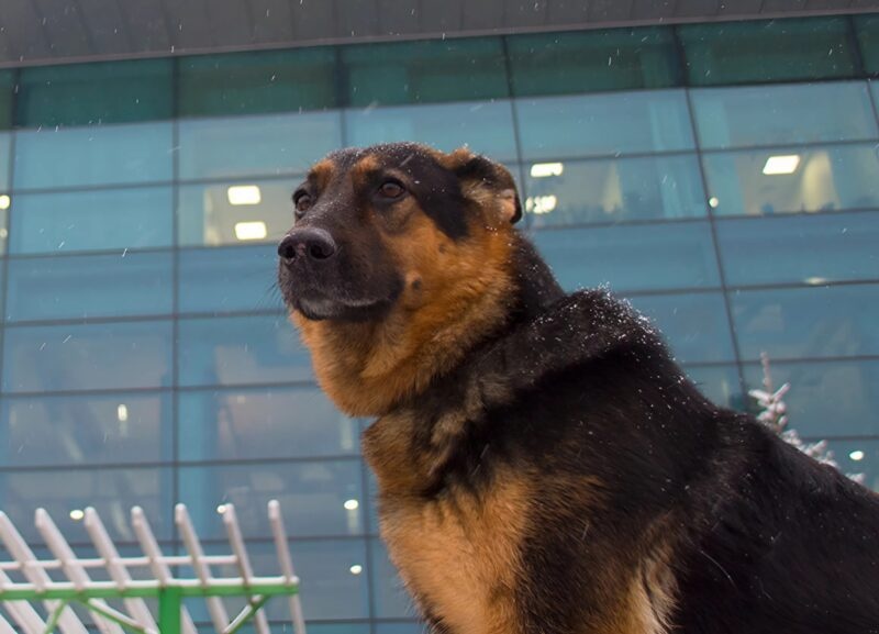 People at the airport noticed a man in uniform lying on the floor, with a German shepherd sitting beside him: everyone was shocked when they found out why the animal was barking and growling at those nearby
